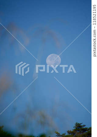 清晨的白月與藍天，模糊的潘帕斯草，西下前的 Izayoi，複製空間 118521195