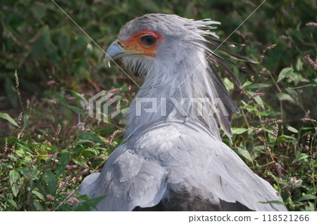 October Secretarybird at Ueno Zoo October Secretarybird at Ueno Zoo 118521266