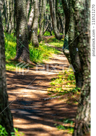 Miho no Matsubara Pine forest Path Sunlight filtering through the trees Miho no Matsubara Pine forest Path Sunlight filtering through the trees 118521270