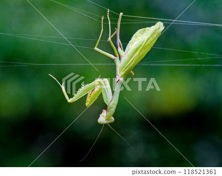 Invasive alien species, red-breasted mantis (female) 118521361
