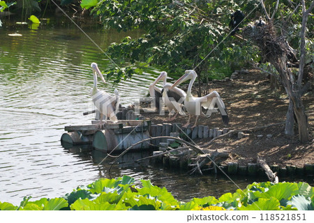 October: Great white pelicans at Shinobazu Pond, Ueno Zoo October: Great white pelicans at Shinobazu Pond, Ueno Zoo 118521851