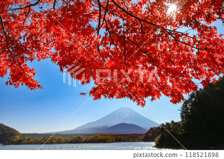 Autumn scenery: Lake Shojiko with a single maple tree and Mt. Fuji embracing its child, Yamanashi Prefecture 118521898