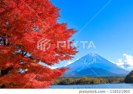 秋天的風景:山梨縣精進湖、一棵楓樹和富士山的壯麗景色 秋天的風景:山梨縣精進湖、一棵楓樹和富士山的壯麗景色 118521903