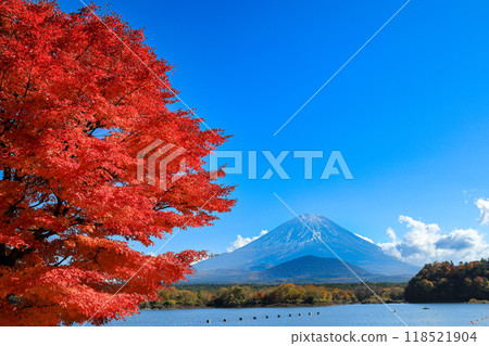 Autumn scenery: Lake Shojiko with a single maple tree and Mt. Fuji embracing its child, Yamanashi Prefecture 118521904