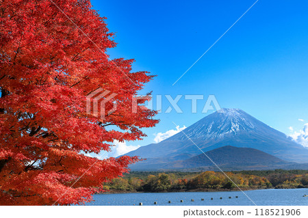 秋天的風景:山梨縣精進湖、一棵楓樹和富士山的壯麗景色 秋天的風景:山梨縣精進湖、一棵楓樹和富士山的壯麗景色 118521906