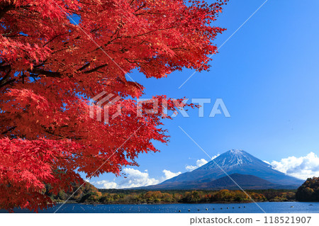 秋天的風景：山梨縣精進湖、一棵楓樹和富士山的壯麗景色 118521907