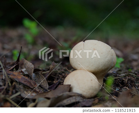 生長在森林地面上的 Physophyllaceae 科的 Noutake 蘑菇。 118521915