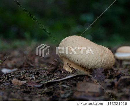 生長在森林地面上的 Physophyllaceae 科的 Noutake 蘑菇。 生長在森林地面上的 Physophyllaceae 科的 Noutake 蘑菇。 118521916