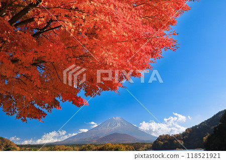 秋天的風景:山梨縣精進湖、一棵楓樹和富士山的壯麗景色 秋天的風景:山梨縣精進湖、一棵楓樹和富士山的壯麗景色 118521921