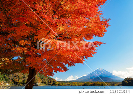 Autumn scenery: Lake Shojiko with a single maple tree and Mt. Fuji embracing its child, Yamanashi Prefecture 118521924
