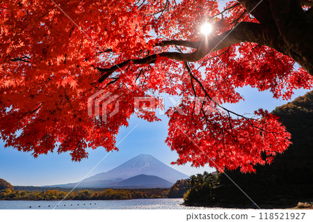 秋天的風景:山梨縣精進湖、一棵楓樹和富士山的壯麗景色 秋天的風景:山梨縣精進湖、一棵楓樹和富士山的壯麗景色 118521927