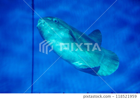 Sunfish 118521959