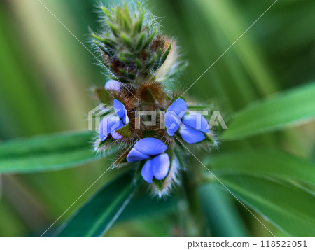 A legume called ursine with blue-purple flowers A legume called ursine with blue-purple flowers 118522051