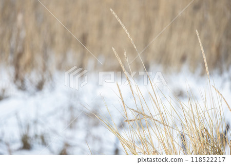 Dry ears of Leymus arenarius are on blurred white snow background Dry ears of Leymus arenarius are on blurred white snow background 118522217