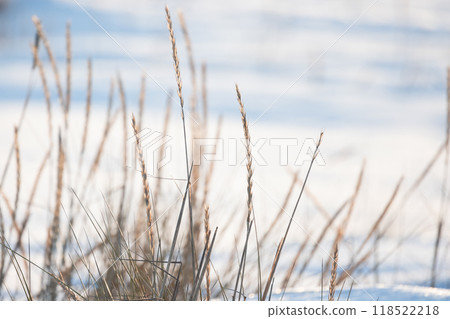 Dry ears of coastal grass are in white snow on blurred background Dry ears of coastal grass are in white snow on blurred background 118522218