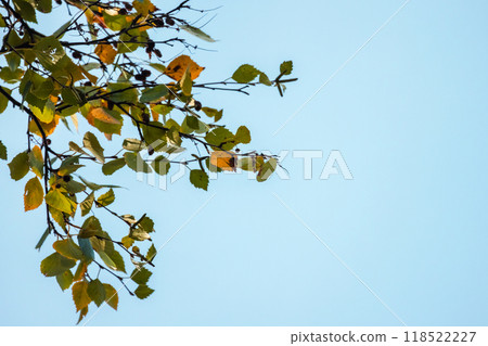 Yellow green alder tree leaves are under blue sky, autumn background 118522227