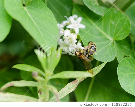 攀緣多年生植物、夾竹桃科、蘿莉屬的白花 攀緣多年生植物、夾竹桃科、蘿莉屬的白花 118522235