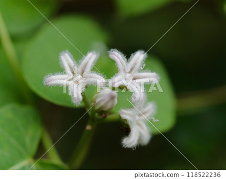 攀緣多年生植物、夾竹桃科、蘿莉屬的白花 118522236