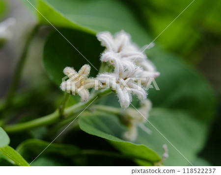 攀緣多年生植物、夾竹桃科、蘿莉屬的白花 攀緣多年生植物、夾竹桃科、蘿莉屬的白花 118522237