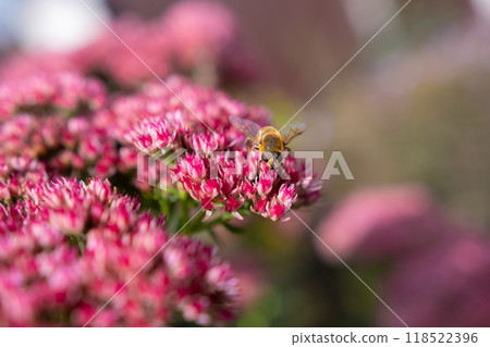 Closeup of a Bombus terrestris, the buff-tailed bumblebee or large earth bumblebee, feeding nectar of pink flowers  118522396