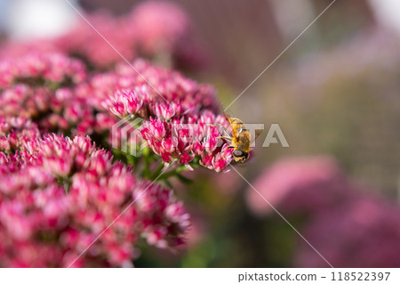 Closeup of a Bombus terrestris, the buff-tailed bumblebee or large earth bumblebee, feeding nectar of pink flowers Closeup of a Bombus terrestris, the buff-tailed bumblebee or large earth bumblebee, feeding nectar of pink flowers 118522397