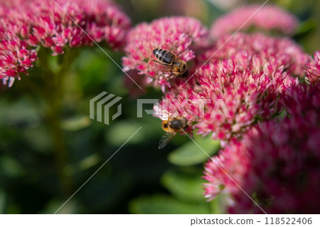 Closeup of a Bombus terrestris, the buff-tailed bumblebee or large earth bumblebee, feeding nectar of pink flowers  118522406