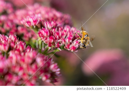 Closeup of a Bombus terrestris, the buff-tailed bumblebee or large earth bumblebee, feeding nectar of pink flowers  118522409