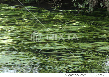 Long aquatic plants floating in the water 118522426