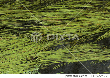 Long aquatic plants drifting with the current 118522427