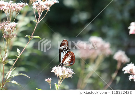 Asagi madara sucking honey from Fuji Bakama 118522428