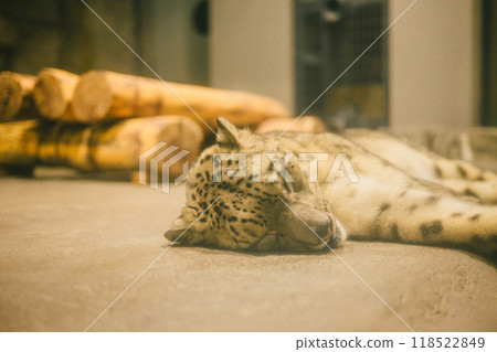 White Tiger lying down White Tiger lying down 118522849