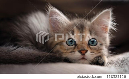 Cute kitten looking up 118523126