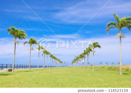 Palm Tree Road in Tomigusuku City 118523139