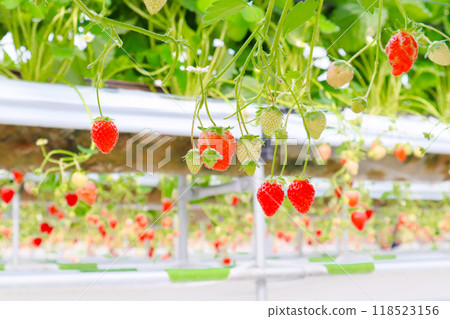 Strawberry picking scene 2 Strawberry picking scene 2 118523156