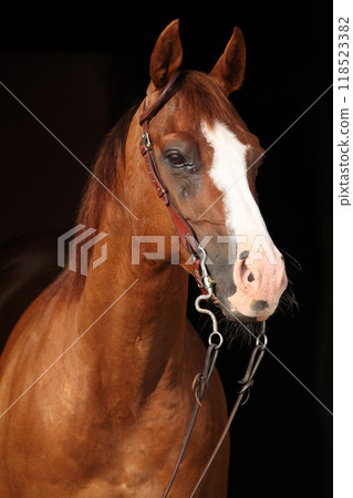 Amazing chestnut quarter horse with western bridle Amazing chestnut quarter horse with western bridle 118523382