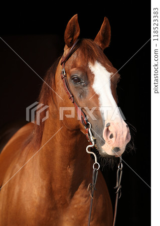 Amazing chestnut quarter horse with western bridle Amazing chestnut quarter horse with western bridle 118523383