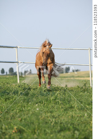 Amazing palomino quarter horse with long mane 118523393