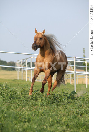Amazing palomino quarter horse with long mane Amazing palomino quarter horse with long mane 118523395
