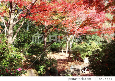 Scenery with autumn leaves A walking path with maple trees turning red Scenery with autumn leaves A walking path with maple trees turning red 118523555
