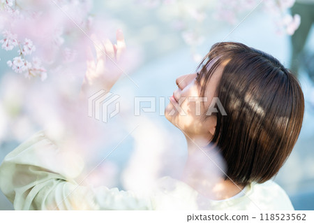 Woman looking at cherry blossoms Woman admiring cherry blossoms Woman looking at cherry blossoms Woman admiring cherry blossoms 118523562