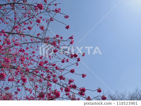 Kan Hisakura · Pilgrim cherry blossoms Kan Hisakura · Pilgrim cherry blossoms 118523901