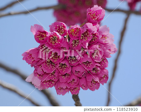 Kan Hisakura · Pilgrim cherry blossoms 118523910