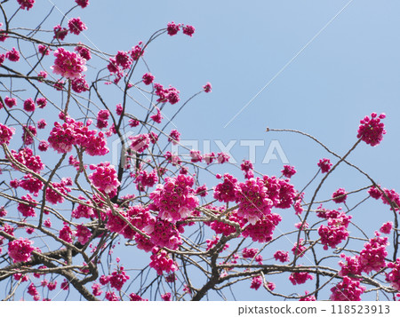 Kan Hisakura·朝聖者櫻花 Kan Hisakura·朝聖者櫻花 118523913