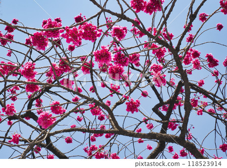 Kan Hisakura · Pilgrim cherry blossoms Kan Hisakura · Pilgrim cherry blossoms 118523914