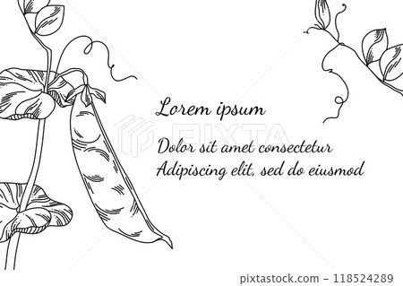 Mockup for invitation or design with line art delicate green peas, neat shoots of bindweed on white 118524289