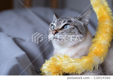 貓玩玩具 118524360