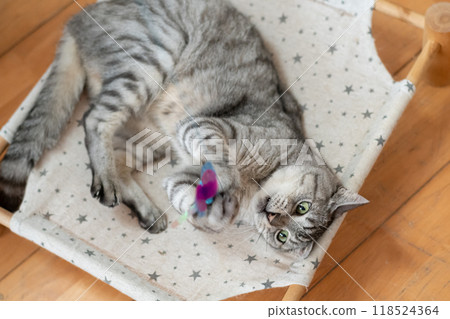 Sabatra cat, a cat that plays with cats 118524364