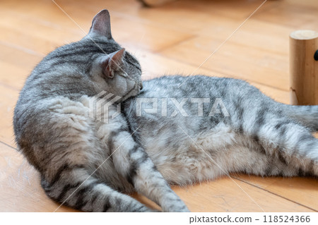 一隻貓躺在地板上梳理自己,一隻鯖魚虎斑貓 一隻貓躺在地板上梳理自己,一隻鯖魚虎斑貓 118524366