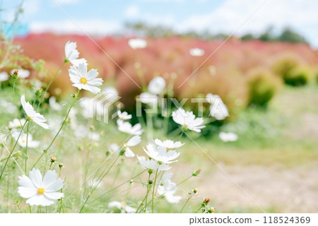 純白美麗的宇宙 118524369