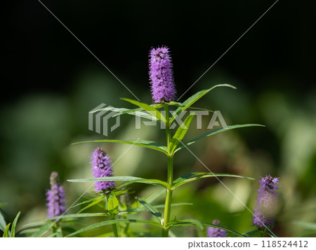 Purple water locust by the water Purple water locust by the water 118524412